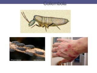 Collembola
 