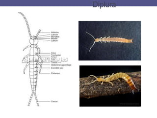 Diplura
 