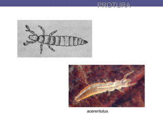 PROTURA
acerentulus
 