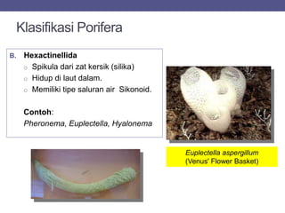 Klasifikasi Porifera
B. Hexactinellida
o Spikula dari zat kersik (silika)
o Hidup di laut dalam.
o Memiliki tipe saluran air Sikonoid.
Contoh:
Pheronema, Euplectella, Hyalonema
Euplectella aspergillum
(Venus' Flower Basket)
 