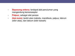 • Sepasang antena; terdapat alat penciuman yang
mengandung kemoreseptor
• Palpus; sebagai alat perasa
• Alat mulut; terdiri atas maksila, mandibula, palpus, labrum
(bibir atas), dan labium (bibir bawah)
 