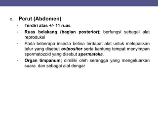 c. Perut (Abdomen)
• Terdiri atas +/- 11 ruas
• Ruas belakang (bagian posterior); berfungsi sebagai alat
reproduksi
• Pada beberapa insecta betina terdapat alat untuk melepaskan
telur yang disebut ovipositor serta kantung tempat menyimpan
spermatozoid yang disebut spermateka.
• Organ timpanum; dimiliki oleh serangga yang mengeluarkan
suara dan sebagai alat dengar
 
