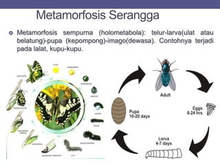 Metamorfosis Serangga
 Metamorfosis sempurna (holometabola): telur-larva(ulat atau
belatung)-pupa (kepompong)-imago(dewasa). Contohnya terjadi
pada lalat, kupu-kupu.
 