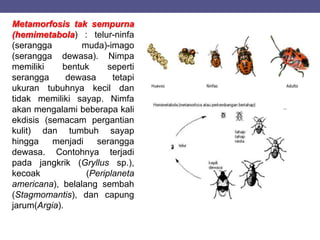 Metamorfosis tak sempurna
(hemimetabola) : telur-ninfa
(serangga muda)-imago
(serangga dewasa). Nimpa
memiliki bentuk seperti
serangga dewasa tetapi
ukuran tubuhnya kecil dan
tidak memiliki sayap. Nimfa
akan mengalami beberapa kali
ekdisis (semacam pergantian
kulit) dan tumbuh sayap
hingga menjadi serangga
dewasa. Contohnya terjadi
pada jangkrik (Gryllus sp.),
kecoak (Periplaneta
americana), belalang sembah
(Stagmomantis), dan capung
jarum(Argia).
 