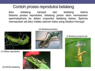 Contoh proses reproduksi belalang
telur belalang berasal dari belalang betina
Selama proses reproduksi, belalang jantan akan memasukan
spermatophore ke dalam ovipositor belalang betina. Sperma
memasukan sel telur melalu saluran halus yang disebut micropyl
(1) Masa reproduksi
(3) Nimfa belalang
(4 )Belalang berganti kulit
(3) Belalang bertelur
 