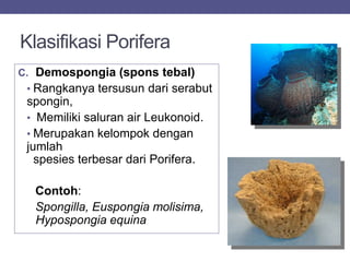 Klasifikasi Porifera
C. Demospongia (spons tebal)
• Rangkanya tersusun dari serabut
spongin,
• Memiliki saluran air Leukonoid.
• Merupakan kelompok dengan
jumlah
spesies terbesar dari Porifera.
Contoh:
Spongilla, Euspongia molisima,
Hypospongia equina
 