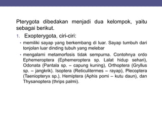 Pterygota dibedakan menjadi dua kelompok, yaitu
sebagai berikut.
1. Exopterygota, ciri-ciri:
• memiliki sayap yang berkembang di luar. Sayap tumbuh dari
tonjolan luar dinding tubuh yang melebar
• mengalami metamorfosis tidak sempurna. Contohnya ordo
Ephemeroptera (Ephemeroptera sp. Lalat hidup sehari),
Odonata (Pantala sp. – capung kuning), Orthoptera (Gryllus
sp. – jangkrik). Isoptera (Reticulitermes – rayap), Plecoptera
(Taeniopteryx sp.), Hemiptera (Aphis pomi – kutu daun), dan
Thysanoptera (thrips palmi).
 