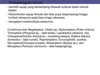2. Endopterygota, ciri-ciri:
• memiliki sayap yang berkembang dibawah kutikula dalam bentuk
lipatan
• Pertumbuhan sayap dimulai dari fase pupa (kepompong) hingga
tumbuh sempurna pada fase imago (dewasa).
• mengalami metamorfosis sempurna .
Contohnya ordo Megaloptera (Sialis sp). Siphonaptera (Pulex irritans),
Trichoptera (Phrygnea sp, - lalat kadis), Lepidoptera (Apatura iris),
Coleoptera(Oryctes rhinoceros – kumbang kelapa), Diptera (Musca
domestica – lalat rumah), Raphidioptera (Turcoraphidia acerba),
Neuroptera(Chrysopa oculata), Strepsiptera (Stylops sp.), dan
Mecoptera (Panorpa communis – lalat kalajengking).
 