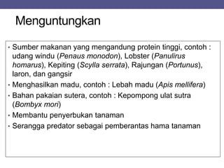 Menguntungkan
• Sumber makanan yang mengandung protein tinggi, contoh :
udang windu (Penaus monodon), Lobster (Panulirus
homarus), Kepiting (Scylla serrata), Rajungan (Portunus),
laron, dan gangsir
• Menghasilkan madu, contoh : Lebah madu (Apis mellifera)
• Bahan pakaian sutera, contoh : Kepompong ulat sutra
(Bombyx mori)
• Membantu penyerbukan tanaman
• Serangga predator sebagai pemberantas hama tanaman
 