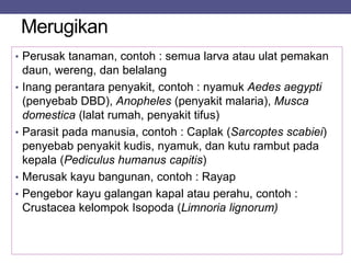 Merugikan
• Perusak tanaman, contoh : semua larva atau ulat pemakan
daun, wereng, dan belalang
• Inang perantara penyakit, contoh : nyamuk Aedes aegypti
(penyebab DBD), Anopheles (penyakit malaria), Musca
domestica (lalat rumah, penyakit tifus)
• Parasit pada manusia, contoh : Caplak (Sarcoptes scabiei)
penyebab penyakit kudis, nyamuk, dan kutu rambut pada
kepala (Pediculus humanus capitis)
• Merusak kayu bangunan, contoh : Rayap
• Pengebor kayu galangan kapal atau perahu, contoh :
Crustacea kelompok Isopoda (Limnoria lignorum)
 