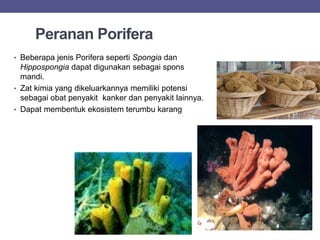 Peranan Porifera
• Beberapa jenis Porifera seperti Spongia dan
Hippospongia dapat digunakan sebagai spons
mandi.
• Zat kimia yang dikeluarkannya memiliki potensi
sebagai obat penyakit kanker dan penyakit lainnya.
• Dapat membentuk ekosistem terumbu karang
 