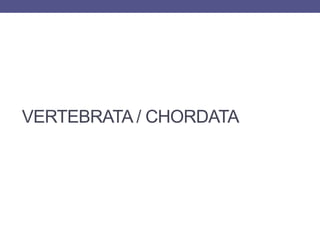 VERTEBRATA / CHORDATA
 