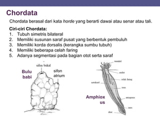 Chordata
Chordata berasal dari kata horde yang berarti dawai atau senar atau tali.
Ciri-ciri Chordata:
1. Tubuh simetris bilateral
2. Memiliki susunan saraf pusat yang berbentuk pembuluh
3. Memiliki korda dorsalis (kerangka sumbu tubuh)
4. Memiliki beberapa celah faring
5. Adanya segmentasi pada bagian otot serta saraf
sifon
atrium
Bulu
babi
Amphiox
us
 