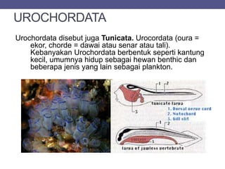 UROCHORDATA
Urochordata disebut juga Tunicata. Urocordata (oura =
ekor, chorde = dawai atau senar atau tali).
Kebanyakan Urochordata berbentuk seperti kantung
kecil, umumnya hidup sebagai hewan benthic dan
beberapa jenis yang lain sebagai plankton.
 