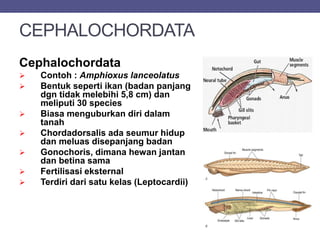 CEPHALOCHORDATA
Cephalochordata
 Contoh : Amphioxus lanceolatus
 Bentuk seperti ikan (badan panjang
dgn tidak melebihi 5,8 cm) dan
meliputi 30 species
 Biasa menguburkan diri dalam
tanah
 Chordadorsalis ada seumur hidup
dan meluas disepanjang badan
 Gonochoris, dimana hewan jantan
dan betina sama
 Fertilisasi eksternal
 Terdiri dari satu kelas (Leptocardii)
 