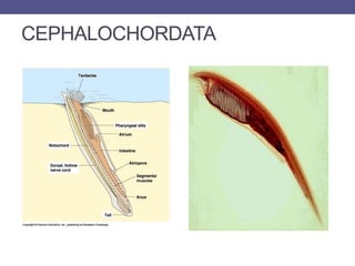 CEPHALOCHORDATA
 