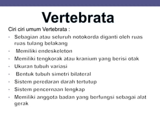 Ciri ciri umum Vertebrata :
 