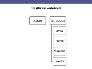Klasifikasi vertebrata
pisces tetrapoda
aves
Reptil
Mamalia
amfibi
 