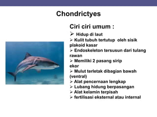 Chondrictyes
Ciri ciri umum :
 Hidup di laut
 Kulit tubuh tertutup oleh sisik
plakoid kasar
 Endoskeleton tersusun dari tulang
rawan
 Memiliki 2 pasang sirip
ekor
 Mulut terletak dibagian bawah
(ventral)
 Alat pencernaan lengkap
 Lubang hidung berpasangan
 Alat kelamin terpisah
 fertilisasi eksternal atau internal
 