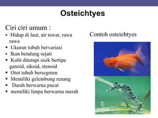 Contoh osteichtyes
Osteichtyes
Ciri ciri umum :
 Hidup di laut, air tawar, rawa
rawa
 Ukuran tubuh bervariasi
 Ikan betulang sejati
 Kulit ditutupi sisik bertipe
ganoid, sikoid, stenoid
 Otot tubuh bersegmen
 Memiliki gelembung renang
 Darah berwarna pucat
 memiliki limpa berwarna merah
 