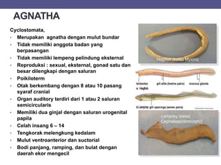 AGNATHA
Cyclostomata,
• Merupakan agnatha dengan mulut bundar
• Tidak memiliki anggota badan yang
berpasangan
• Tidak memiliki lempeng pelindung eksternal
• Reproduksi : sexual, eksternal, gonad satu dan
besar dilengkapi dengan saluran
• Poikiloterm
• Otak berkembang dengan 8 atau 10 pasang
syaraf cranial
• Organ auditory terdiri dari 1 atau 2 saluran
semicircularis
• Memiliki dua ginjal dengan saluran urogenital
papila
• Celah insang 6 – 14
• Tengkorak melengkung kedalam
• Mulut ventroanterior dan suctorial
• Bodi panjang, ramping, dan bulat dengan
daerah ekor mengecil
Hagfish (kelas Myxini)
Lamprey (kelas
Cephalaspidomorphi)
 