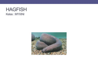 HAGFISH
Kelas : MYXINI
 