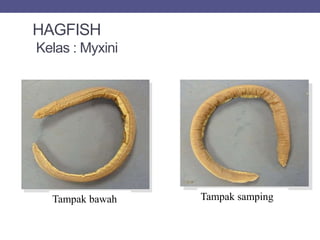 HAGFISH
Kelas : Myxini
Tampak bawah Tampak samping
 