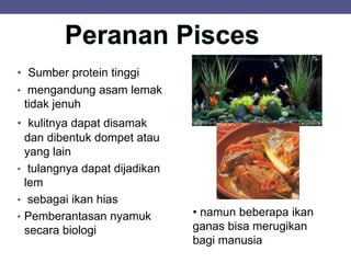 • Sumber protein tinggi
• mengandung asam lemak
tidak jenuh
• kulitnya dapat disamak
dan dibentuk dompet atau
yang lain
• tulangnya dapat dijadikan
lem
• sebagai ikan hias
• Pemberantasan nyamuk
secara biologi
• namun beberapa ikan
ganas bisa merugikan
bagi manusia
 