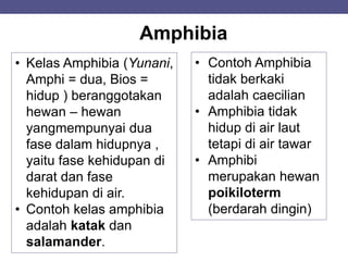 Amphibia
• Kelas Amphibia (Yunani,
Amphi = dua, Bios =
hidup ) beranggotakan
hewan – hewan
yangmempunyai dua
fase dalam hidupnya ,
yaitu fase kehidupan di
darat dan fase
kehidupan di air.
• Contoh kelas amphibia
adalah katak dan
salamander.
• Contoh Amphibia
tidak berkaki
adalah caecilian
• Amphibia tidak
hidup di air laut
tetapi di air tawar
• Amphibi
merupakan hewan
poikiloterm
(berdarah dingin)
 