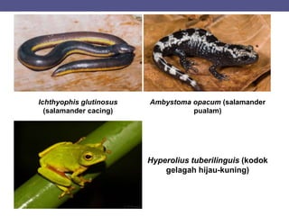 Ichthyophis glutinosus
(salamander cacing)
Ambystoma opacum (salamander
pualam)
Hyperolius tuberilinguis (kodok
gelagah hijau-kuning)
 