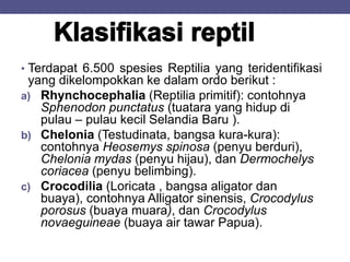 • Terdapat 6.500 spesies Reptilia yang teridentifikasi
yang dikelompokkan ke dalam ordo berikut :
a) Rhynchocephalia (Reptilia primitif): contohnya
Sphenodon punctatus (tuatara yang hidup di
pulau – pulau kecil Selandia Baru ).
b) Chelonia (Testudinata, bangsa kura-kura):
contohnya Heosemys spinosa (penyu berduri),
Chelonia mydas (penyu hijau), dan Dermochelys
coriacea (penyu belimbing).
c) Crocodilia (Loricata , bangsa aligator dan
buaya), contohnya Alligator sinensis, Crocodylus
porosus (buaya muara), dan Crocodylus
novaeguineae (buaya air tawar Papua).
 