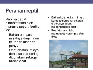 Peranan reptil
Reptilia dapat
dimanfaatkan oleh
manusia seperti berikut
ini:
• Bahan pangan:
misalnya dagin atau
telur dari ular dan
penyu.
• Obat-obatan: minyak
dan bisa ular sering
digunakan sebagai
bahan obat.
• Bahan kosmetika: minyak
bulus (sejenis kura-kura)
dipercaya dapat
menghaluskan kulit .
• Predator alamiah:
memangsa serangga dan
tikus
 