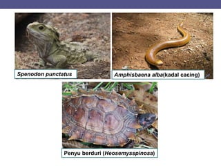 Spenodon punctatus Amphisbaena alba(kadal cacing)
Penyu berduri (Heosemysspinosa)
 