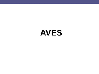 AVES
 