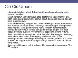 Ciri-Ciri Umum
• Ukuran tubuh bervariasi. Tubuh terdiri atas bagian kepala, leher,
badan, dan ekor.
• Mulut berparuh yang tersusun atas zat tanduk, tidak memilk gigi,
lidah tidak dapat dijulurkan. Bentuk paruh bervariasi sesuai dengan
jenis makanannya.
• Mata berkembang dengan baik; memiliki kelopak mata, membrana,
dan kelenjar air mata. Pada umumnya mata terdapat di bagian sisi
pada kepala. Mata pada burung hantu terletak berdampingan.
Telinga tidak berdaun telinga dan pada telinga tengah terdapat
sebuah osikula auditori. Aves memiliki sepasang lubang hidung.
• Aves memiliki sepasang kaki untuk berjalan, bertengger, berenang,
mencakar-cakar tanah, memegang makanan, atau untuk
menangkap dan mencengkram mangsa. Jumlah jari kaki 2, 3, atau
4. kulit kaki bagian bawah dan jari-jarinya tersusun atas zat tanduk
yang keras.
• Aves memiliki sayap untuk terbang. Kecepatan terbang antara 30 –
75 km/jam.
 