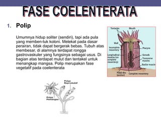 1. Polip
Umumnya hidup soliter (sendiri), tapi ada pula
yang memben-tuk koloni. Melekat pada dasar
perairan, tidak dapat bergerak bebas. Tubuh atas
membesar, di alamnya terdapat rongga
gastrovaskuler yang fungsinya sebagai usus. Di
bagian atas terdapat mulut dan tentakel untuk
menangkap mangsa. Polip merupakan fase
vegetatif pada coelenterata
 