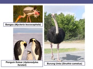 Bangau (Mycteria leucocephala)
Penguin Kaisar (Aptenodytes
forsteri)
Burung Unta (Struthio camelus)
 