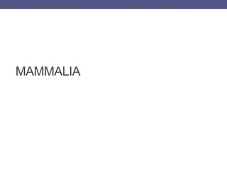 MAMMALIA
 