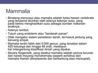 Mammalia
• Binatang menyusui atau mamalia adalah kelas hewan vertebrata
yang terutama dicirikan oleh adanya kelenjar susu, yang
pada betina menghasilkan susu sebagai sumber makanan
anaknya;
• Adanya rambut;
• Tubuh yang endoterm atau "berdarah panas".
• Otak mengatur sistem peredaran darah, termasuk jantung yang
beruang empat.
• Mamalia terdiri lebih dari 5.000 genus, yang tersebar dalam
425 keluarga dan hingga 46 ordo, meskipun
hal initergantung klasifikasi ilmiah yang dipakai.
• Secara filogenetik, yang disebut mamalia adalah semua turunan
dari nenek moyang monotremata (seperti echidna) dan
mamalia therian (berplasenta dan berkantung atau marsupial).
 