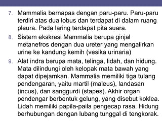 7. Mammalia bernapas dengan paru-paru. Paru-paru
terdiri atas dua lobus dan terdapat di dalam ruang
pleura. Pada laring terdapat pita suara.
8. Sistem ekskresi Mammalia berupa ginjal
metanefros dengan dua ureter yang mengalirkan
urine ke kandung kemih (vesika urinaria)
9. Alat indra berupa mata, telinga, lidah, dan hidung.
Mata dilindungi oleh kelopak mata bawah yang
dapat dipejamkan. Mammalia memiliki tiga tulang
pendengaran, yaitu martil (maleus), landasan
(incus), dan sanggurdi (stapes). Akhir organ
pendengar berbentuk gelung, yang disebut koklea.
Lidah memiliki papila-paila pengecap rasa. Hidung
berhubungan dengan lubang tunggal di tengkorak.
 