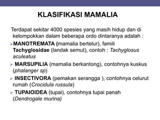 Terdapat sekitar 4000 spesies yang masih hidup dan di
kelompokkan dalam beberapa ordo dintaranya adalah :
MANOTREMATA (mamalia bertelur), famili
Tachyglosidae (landak semut), contoh : Tachyglosus
aculeatus
 MARSUPILIA (mamalia berkantong), contohnya kuskus
(phalanger sp)
 INSECTIVORA (pemakan serangga ), contohnya celurut
rumah (Crocidula russula)
 TUPAIOIDEA (tupai), contohnya tupai panah
(Dendrogale murina)
KLASIFIKASI MAMALIA
 