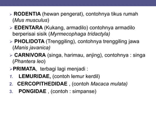  RODENTIA (hewan pengerat), contohnya tikus rumah
(Mus musculus)
 EDENTARA (Kukang, armadilo) contohnya armadilo
berperisai sisik (Myrmecophaga tridactyla)
 PHOLIDOTA (Trenggiling), contohnya trenggiling jawa
(Manis javanica)
 CARNIVORA (singa, harimau, anjing), contohnya : singa
(Phantera leo)
PRIMATA, terbagi lagi menjadi :
1. LEMURIDAE, (contoh lemur kerdil)
2. CERCOPITHEDIDAE , (contoh Macaca mulata)
3. PONGIDAE , (contoh : simpanse)
 