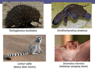 Tachyglossus aculeatus Ornithorhynchus anatinus
Lemur catta
(lemur ekor cincin),
Desmodus rotundus
(kelelawar pengisap darah)
 