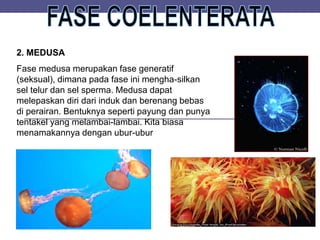 2. MEDUSA
Fase medusa merupakan fase generatif
(seksual), dimana pada fase ini mengha-silkan
sel telur dan sel sperma. Medusa dapat
melepaskan diri dari induk dan berenang bebas
di perairan. Bentuknya seperti payung dan punya
tentakel yang melambai-lambai. Kita biasa
menamakannya dengan ubur-ubur
 