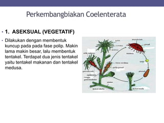 Perkembangbiakan Coelenterata
• 1. ASEKSUAL (VEGETATIF)
• Dilakukan dengan membentuk
kuncup pada pada fase polip. Makin
lama makin besar, lalu membentuk
tentakel. Terdapat dua jenis tentakel
yaitu tentakel makanan dan tentakel
medusa.
 