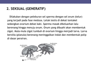 2. SEKSUAL (GENERATIF)
Dilakukan dengan peleburan sel sperma dengan sel ovum (telur)
yang terjadi pada fase medusa. Letak testis di dekat tentakel
sedangkan ovarium dekat kaki. Sperma masak dikeluarkan lalu
berenang hingga menuju ovum. Ovum yang dibuahi akan membentuk
zigot. Mula-mula zigot tumbuh di ovarium hingga menjadi larva. Larva
bersilia (planula) berenang meninggalkan induk dan membentuk polip
di dasar perairan.
 