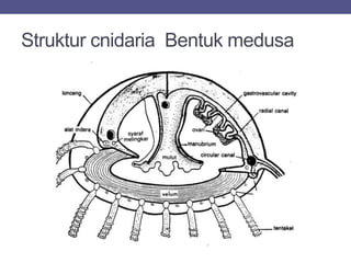 Struktur cnidaria Bentuk medusa
 