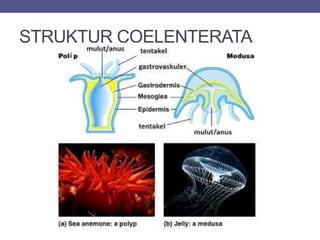STRUKTUR COELENTERATA
 