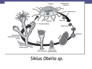 Siklus Obelia sp.
 