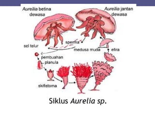 Siklus Aurelia sp.
 